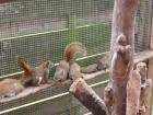 Blutsfremdes Rothörnchen-Pärchen