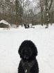 Labradoodle Therapiehunde Welpe