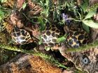 Sternschildkröten