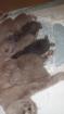 Zuckersüße Scottish Fold kitten zu verkaufen