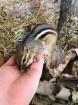 Streifenhörnchen Tamias striatus 1 5 Jahre