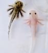 Axolotl Jungtiere aus BD freien Bestand copper wild weiß