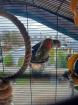 2 Rosenköpfchen suchen ein neues Zuhause
