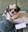 Shih Tzu Welpen