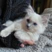 Schöne Ragdoll-Kätzchen