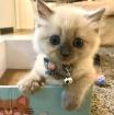 Schöne Ragdoll-Kätzchen 4917683845297 Schöne Ragdoll-Kätzchen