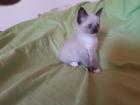 Ragdollkitten