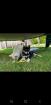 ALASKAN KLEE KAI WELPEN