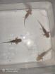 Süßer Axolotl Nachwuchs