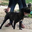 Cane Corso Mädchen