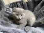 3x süße Scottish Fold Kitten ab 02. 08.