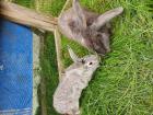 2 wunderschöne Kaninchen Hase Deutscher Riese Widder