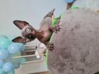 Deckkater Sphynx