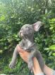 Französische Bulldogge Welpen