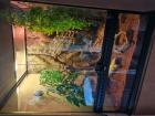 Kronengecko samt Terrarium und Inhalt
