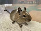 Degu Jungtiere weiblich