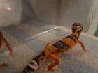Leopardgeckos NZ21 0. 1