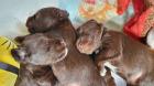 Zwergschnauzer Welpen in liver braun