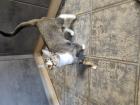Katzenpärchen sucht neues Zuhause