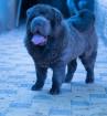 Reinrassige Shar Pei Bear Blaue Cout