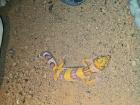 Leopardgecko NZ 2022