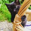 Siam-BKH Mix Kitten
