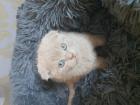 Kater scotisch fold in lilacfarbe