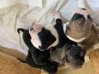 Boxer Bulldog Welpen
