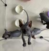 Kanadische Sphynx 1 Mädchden 3 Jungs