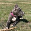 American Staffordshire terrier welpen