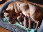 Welpen Mischlinge Labrador und Belgischer Schäferhund