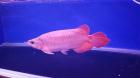 Arowana Rot ca. 10-30 cm groß