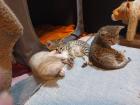 Savannah F5 SBT und B Wurfankündigung