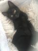 Schwarze kitten - Lackschwarze Schönheiten