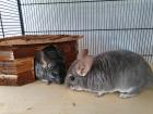 Zwei weibliche Chinchillas abzugeben