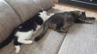 2 liebe Hauskatzen in gute Hände abzugeben auch getrennt