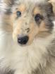 Britische Collie Welpen alle Farben