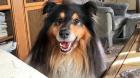 Reinrassiger Collie-Rüde mit Ahnentafel sucht Collie-Hündin
