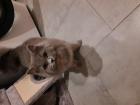 Verkauf von 1 BKH Katze 1 BLH Katze