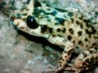 Alytes muletensis Mallorca- Geburtshelferkröte