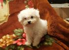 Bichon Frise Welpe
