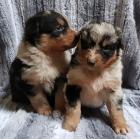 Australian Shepherd Welpen