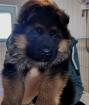 Schäferhund Welpen Stockhaar