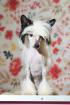 Chinese crested