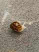 Lissachatina fulica / Lissachatina reticulata White Jade