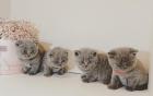 6 BSH Kitten Geboren 10 2022