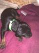 Dobermann Welpen-Mädchen