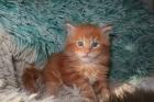 Superniedliche plüschige Maine Coon Kitten