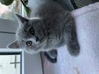 Kater BKH 13 Wochen alt