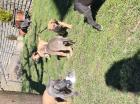 Deutsche Dogge
